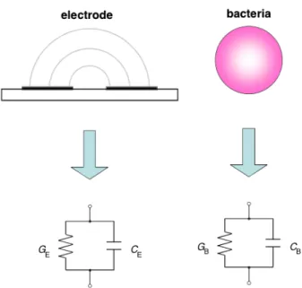 Figure 2.8. Equivalent circuit of the electrode and bacteria in DEPIM method. 