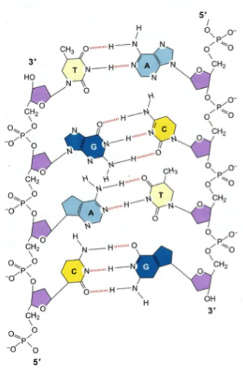Figure 2.19. Structure of Polynucleotide Polyme 35 . 