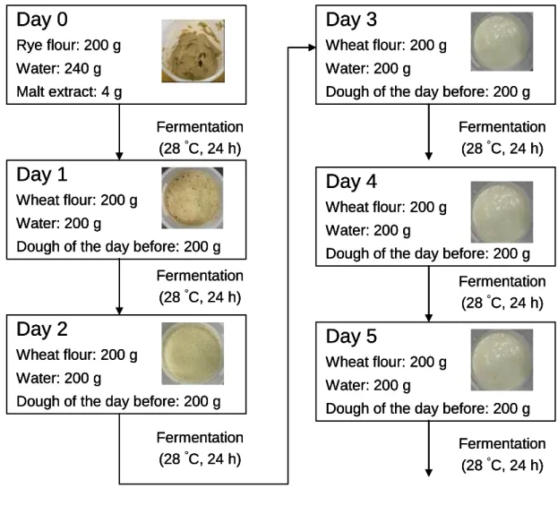 Fig. 4. The sourdough production method used in this study