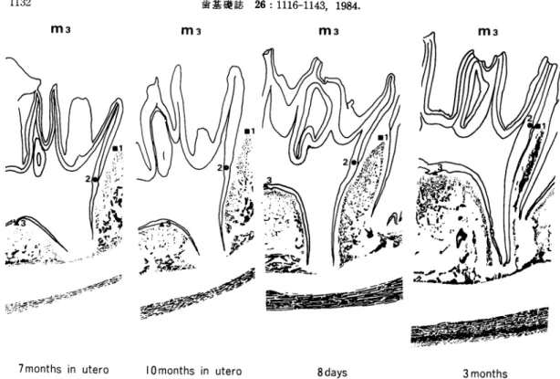 Fig.  13  Tracing  of  microradiograms  showing  the  structural  changes  of  alveolar  bone  due  to  development