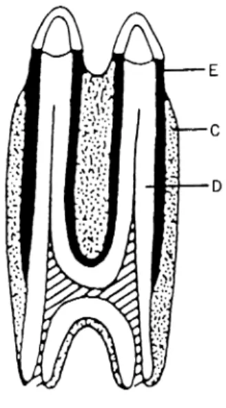 Fig.  15  Drawing  showing  the  longitudinal  sec- sec-tion  of  cow  molar.