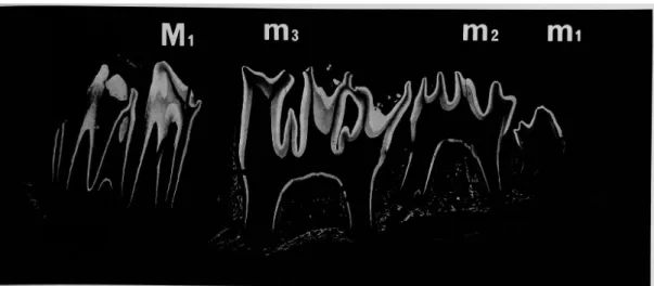 Fig.  4  8  days  after  birth.  Microradiogram  of  mesiodistal  ground  section  of  mandibular        bone  containing  the  deciduous  molar  germs  (right  is  mesial)   (x  2) .