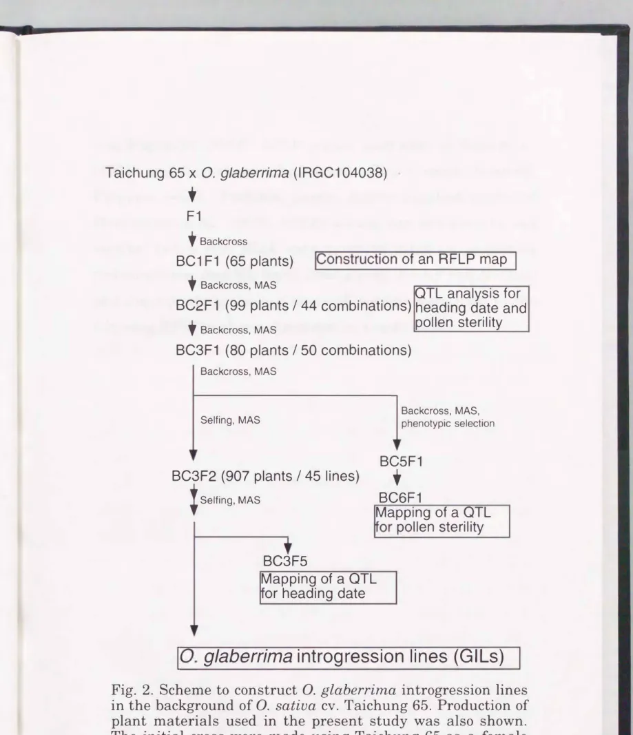 Fig.  2.  Scheme  to  construct  0.  glaberrima  introgression  lines  in the  background  of  0