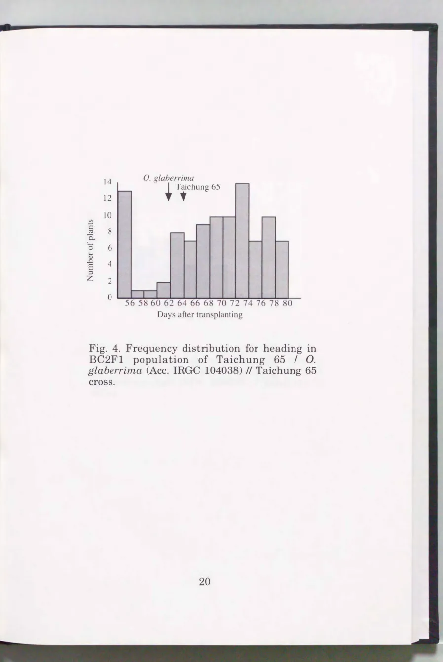 Fig.  4.  Frequency  distribution  for  heading  in  BC2Fl  population  of  Taichung  65  I  0