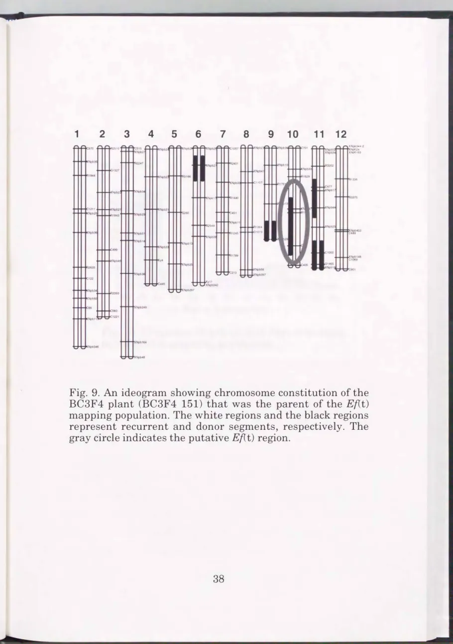 Fig.  9.  An  ideogram  showing  chromosome constitution of the  BC3F4  plant  (BC3F4  151)  that  was  the  parent  of  the  Ef(t)  mapping population