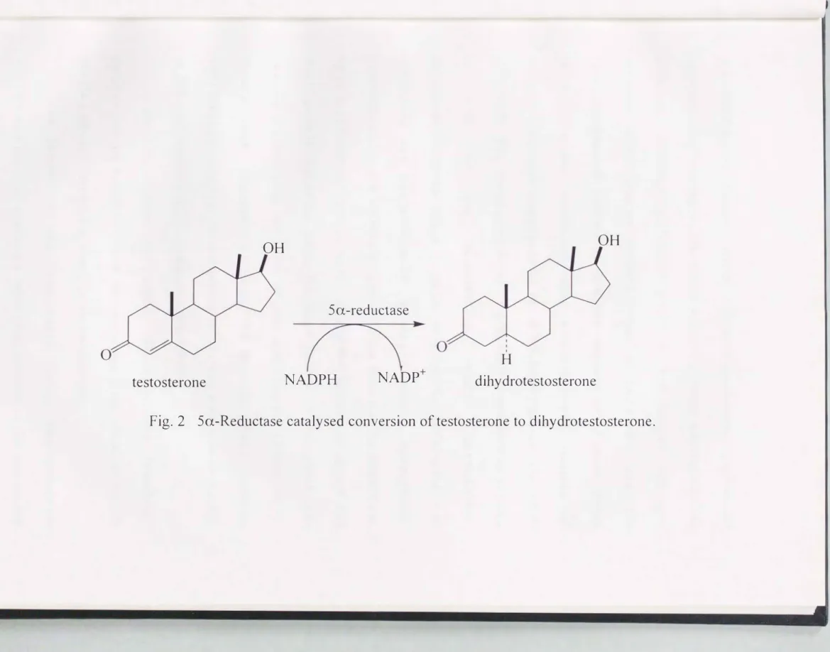 Fig.  2  Sa-Reductase catalysed  conversion  of testosterone to dihydrotestosterone. 