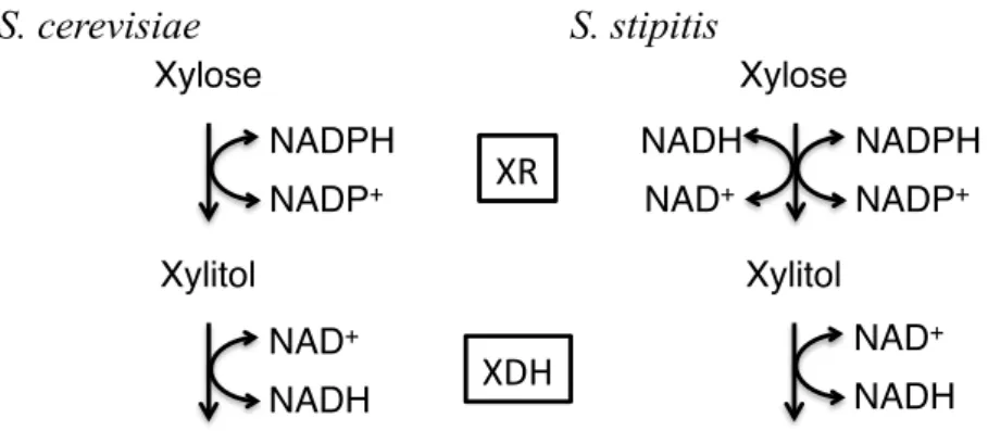 Fig. 1-2 Cofactor specificity of XR and XDH in S. cerevisiae and S. stipitis 