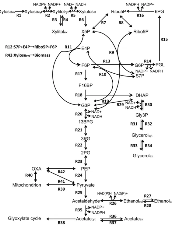 Fig. 3-1 Metabolic pathway of ethanol production from xylose 