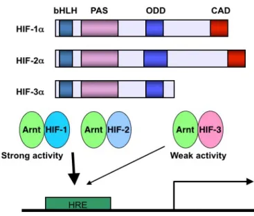 Figure  2.  The  role  of  CAD  in  the  structure  of  HIFs.  ARNT,  aryl  hydrocarbon  receptor  nuclear  translocator;  bHLH,  basic  helix-loop-helix;  CAD,  C-terminus  transactivation domain; HIF, hypoxia-inducible factor; HRE, hypoxia-responsive  el