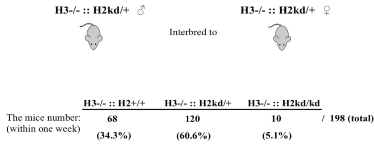 Figure  3.  No  double-mutant  mice  died  immediately  after  birth.  The  offspring  from the interbreeding of male and female single-mutant and HIF-2α kd/+ mice  comprised  HIF-3α  -/-  and  HIF-2α  +/+  mice,  HIF-3α  -/-  and  HIF-2α  kd/+  mice,  and