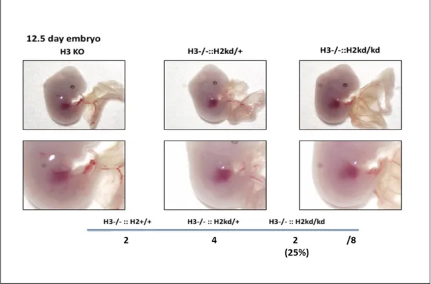 Figure  4.  The  double-mutant  mice  had  not  died  embryonically.  At  E12.5,  the  littermate mice were analyzed by using Stereomicroscope