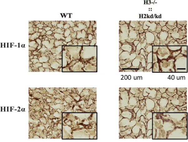 Figure  6.  The  double-mutant  mice  showed  the  impaired  expression  of  HIF-1α  and HIF-2α in lung tissues