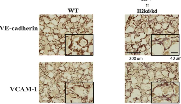 Figure  7.  The  double-mutant  mice  showed  the  impaired  expression  of  VE- VE-cadherin and VCAM-1 in lung tissues