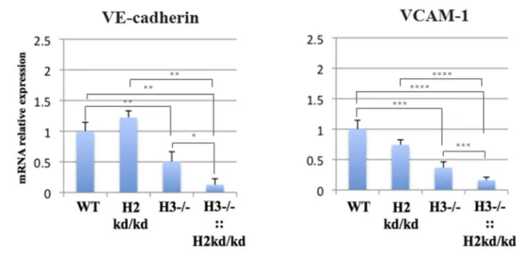 Figure  9.  The  neonatal  double-mutant  mouse  lung  cells  showed  the  decreased  expressions  of  adhesion  molecules,  VE-cadherin  and  VCAM-1