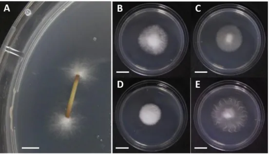 図 2-2.  1%MEA 平板培地上での Epichloё sylvatica の菌糸体およびコロニー性状 