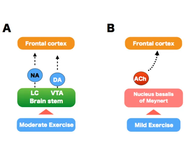 Fig. 1. Exercise-intensity-dependent increases in neurotransmitters (A) Moderate intensity exercise  increases  the  levels  of  NA  from  the  locus  coeruleus  (LC)  and  the  levels  of  DA  from  the ventral  tegmental area (VTA) in the brain stem