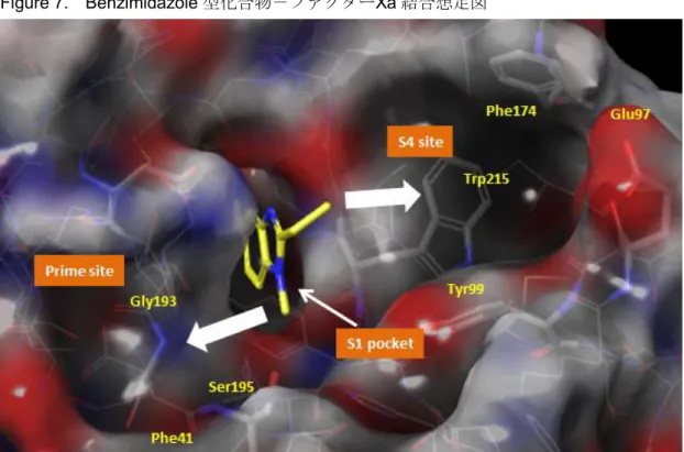 Figure 7.    Benzimidazole 型化合物－ファクターXa 結合想定図 