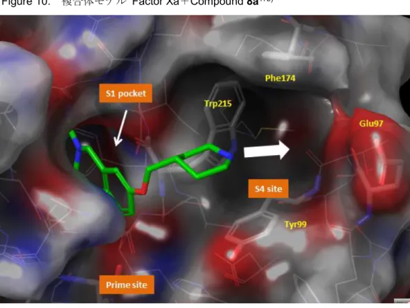 Figure 10.  複合体モデル  Factor Xa＋Compound 8a 17b)