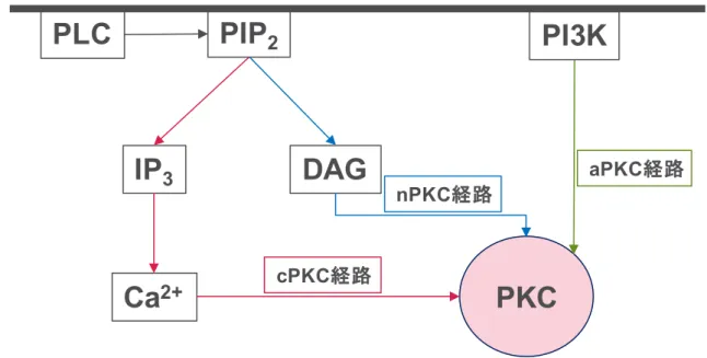 Figure 5. PKC singal pathway 