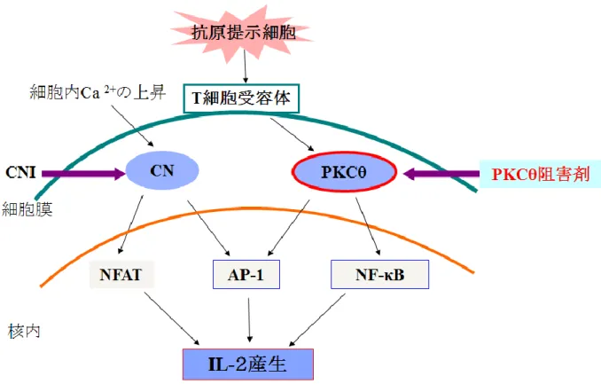 Figure 7. Location of PKC isoforms. 