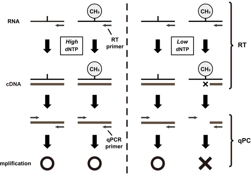 Fig. II-2   NML is need for methylation of 28S rRNA.