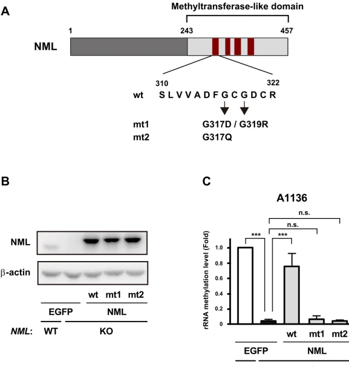 Fig. II-3 243      457  Methyltransferase-like domain NML 1 S L V V A D F G C G D C R310 322 G317D / G319R G317Qwtmt1mt2A B C A1136