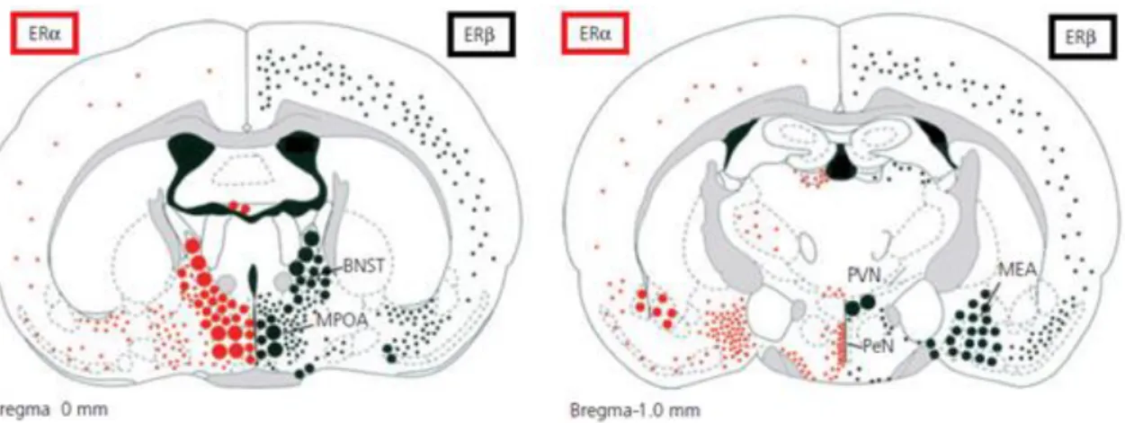 Figure 2. Differential distribution of ERα and ERβ in the mouse brain. Two coronal planes  through  the  brain  (left  panel:  at  bregma,  right  panel:  at  -1mm  to  bregma)  show  the  anatomical distribution of ERα (left, red dots) and ERβ (right, bla