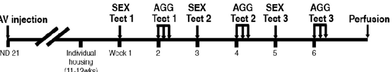 Figure  7.  Schema  of  experimental  procedures.  Tick  marks  under  the  horizontal  bar  indicate one week