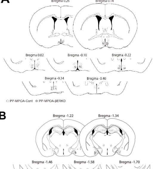 Figure 12. Histological diagrams depicting the placement of the injection needle tip for 