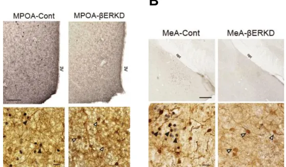 Figure  14.  Representative  photomicrographs  of  (A)  MPOA  sections  with  single- single-immunohistochemical staining for ERβ (top; at Bregma -0.22), and MPOA sections with  double-immunostaining  for  GFP  and  ERβ  (bottom)