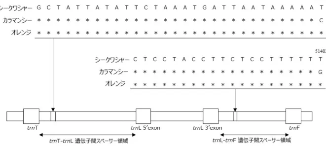図   4-10 trnL-trnF お よび trnT-trnL 領域 に おけ る SNP の 位置関 係 図中の 数値 は Citrus sinensis （オレン ジ ）（ DQ864733.1 ）と対 応 する位 置 を示 して いる ．ア ス タリ ス ク はシ ーク ワ シャ ー と 同じ 塩基 で ある ことを 示す．