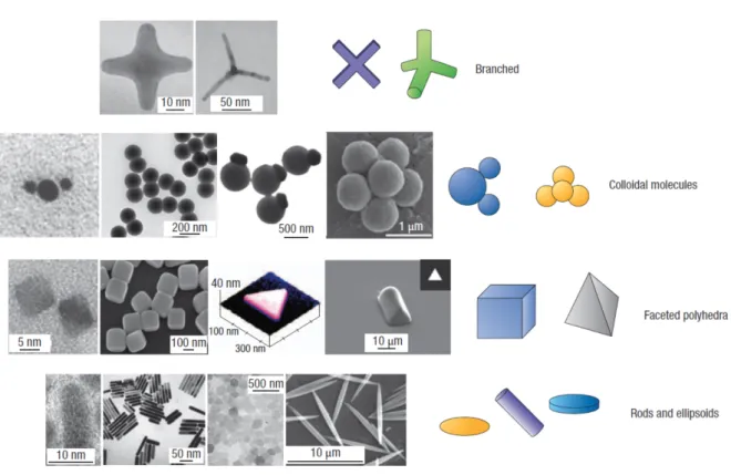 Figure 6. Various shape-anisotropic particles [8].