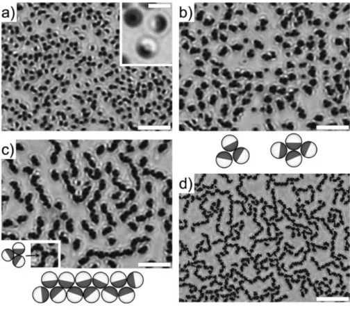 Figure 14. Temperature dependence of the aggregate structures formed by one-patchy par- par-ticles composed of moderate and highly hydrophilic hemispheres near the critical demixing point of water - 2,6-lutidine binary mixture