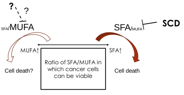 Figure 16. Schematic diagram of the mechanism of cell death by an SCD inhibitor. Cancer cells 