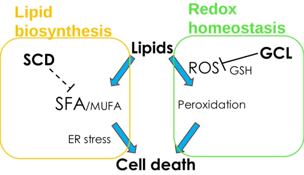 Figure 17. Schematic summary of the thesis. This thesis was focused on lipid metabolism and 
