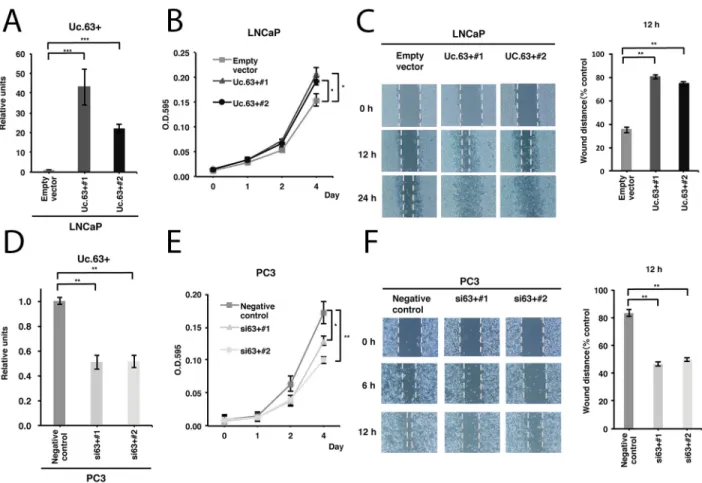 Figure 2: Uc.63+ promotes cell proliferation and migration in prostate cancer (PC) cells