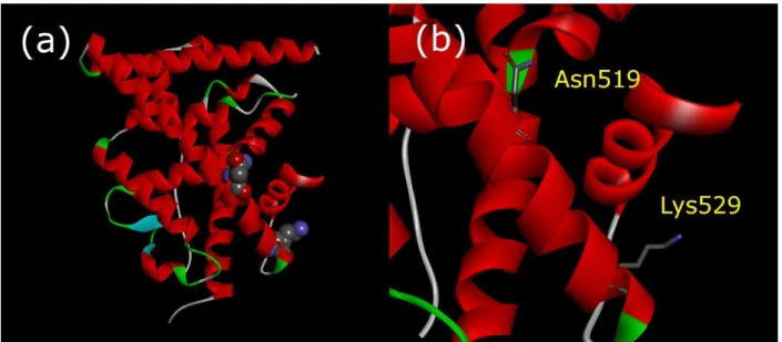 Figure 7. Spatial positioning of Asn519 and Lys529 on ERα-LBD (PDB: 1GWR). 