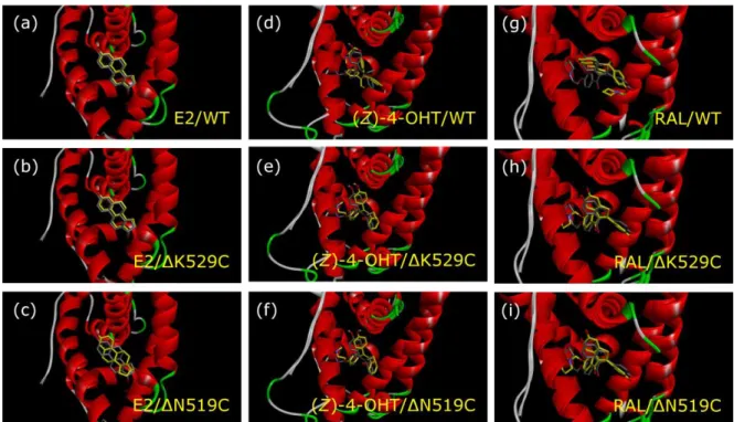 Figure 9. Predicted binding conformation of E2, (Z)-4-OHT, and RAL to the ABC. 