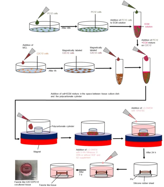 Fig. 3-2. Schematic diagram of fabrication of 3D innervated artificial skeletal muscle construct by  C2C12/PC12 coculture system