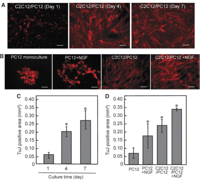 Fig.  3-4.  Effects  of  coculture  on  PC12  differentiation.  (A)  Fluorescence  microscopic  images  showing  immunocytochemical analysis of anti-TuJ antibody (red) in C2C12/PC12 cocultures on days 1, 4 and 7