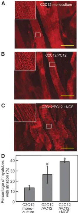 Fig. 3-6. Effect of coculture on striation formation in myotubes. (A–C) Fluorescence microscopy images  of myotubes with striations of sarcomeric α-actinin (red) on day 7