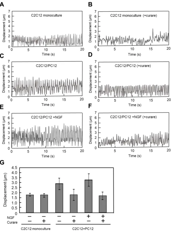 Fig.  3-7.  Effects  of  coculture  on  the  contractile  activity  of  myotubes.  (A)  Contractile  movements  of  myotubes  under EPS  (voltage,  0.3  V/mm,  width, 10 ms,  frequency, 1  Hz)  before  and after  addition of  curare on day 7