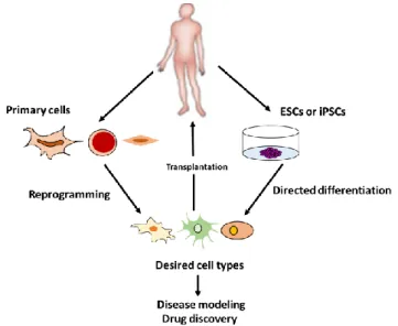 Fig. 1-1. Process of regenerative medicine 