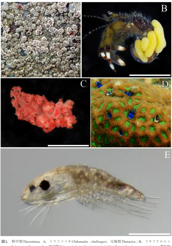 図 1. 　鞘甲類 Thecostraca ． A ，イワフジツボ Chthamalus challengeri ，完胸類 Thoracica ； B ，フサフクロムシ Peltogasterella gracilis ，根頭類 Rhizocephala ；  C ，ルソンヒトデシダムシ Dendrogaster ludwigi ，嚢胸類 Ascothoracica ； D ，ルリツボムシ Berndtia purpurea ，尖胸類 Acrothoracica ； E ， y 幼生（ cypridoid 