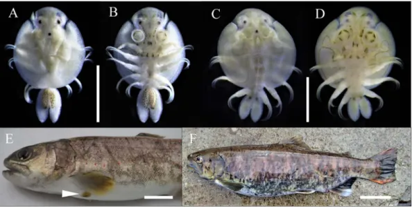 Fig. 1.    Argulus coregoni (A and B, male, 6.1 mm BL; C and D, female, 5.0 mm BL) and two adults of Oncorhynchus  masou ishikawae with dark irregular stripes on the body surface (E, 208 mm FL; F, 341 mm FL)