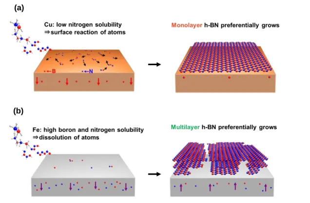 Figure 3-20 (a) Schematic of the growth of monolayer h-BN on Cu. (b) Schematic of  the growth of multilayer h-BN on Fe.