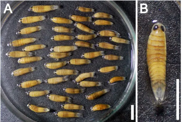 図 1. 　 片 瀬 海 岸 で 採 集 さ れ た イ ワ シ ノ コ バ ン の エ ガ ト イ ド 幼 体 aegathoid stage of Nerocila phaiopleura 