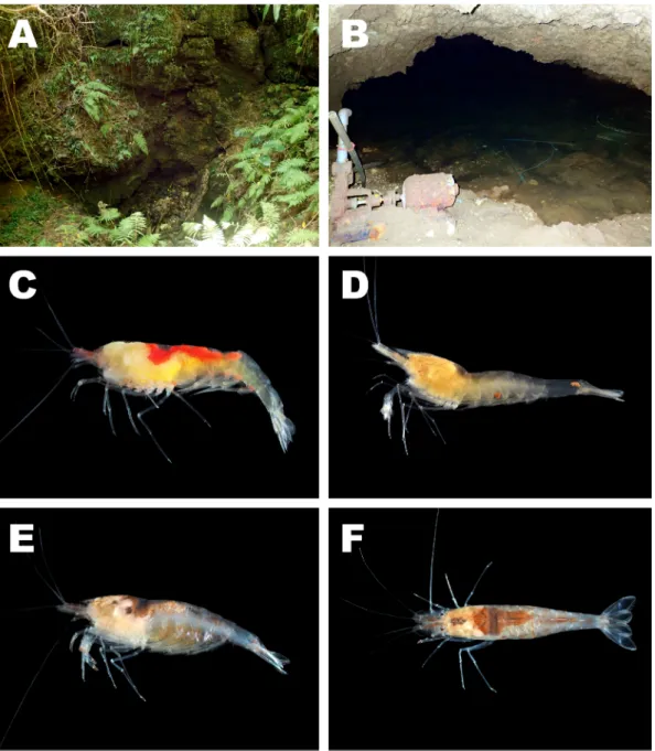 図 1. 　 与論島の洞窟地下水環境と同所から採集されたヌマエビ類． A ，与論島北部（那間地区）の洞窟環境（陥 没ドリーネ部） ； B ，同，地下水域部の景観； C ，チカヌマエビ Halocaridinides trigonophthalma (Fujino &amp; 