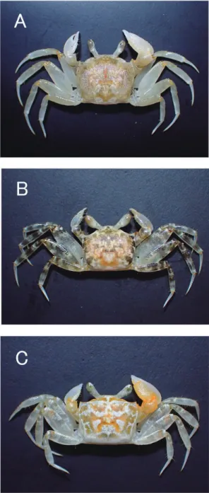 Table 2. 　  Size distribution (carapace width in mm) of the  ghost crabs in each prefecture.