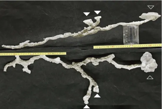 図 3. 　ハゼと共生していたテッポウエビ類の巣穴鋳型． (A) Alpheus bellulus ． (B) A. crassimanus ． (C) A. djiboutensis 1 ． (D) A